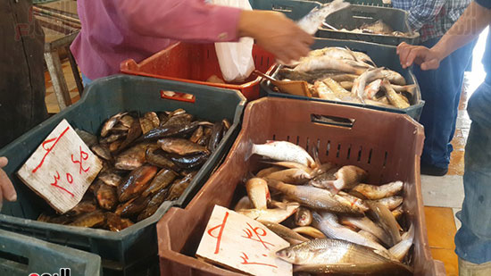 أسعار السمك داخل أحد الأسواق
