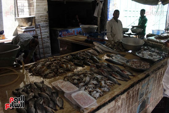 أسواق--السمك--بالإسماعيلية----تصوير-محمد-عوض---(9)