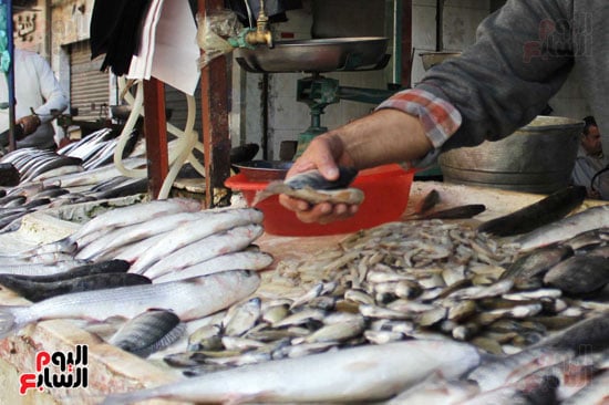أسواق--السمك--بالإسماعيلية----تصوير-محمد-عوض---(12)