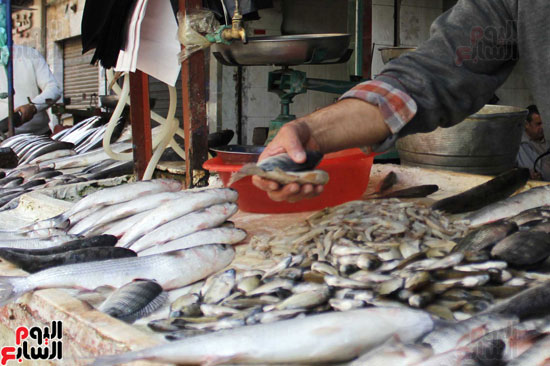  أسماك الشبار والبوري يرتفع سعرها  خلال شهور الربيع بسبب  توقيتات الصيد  