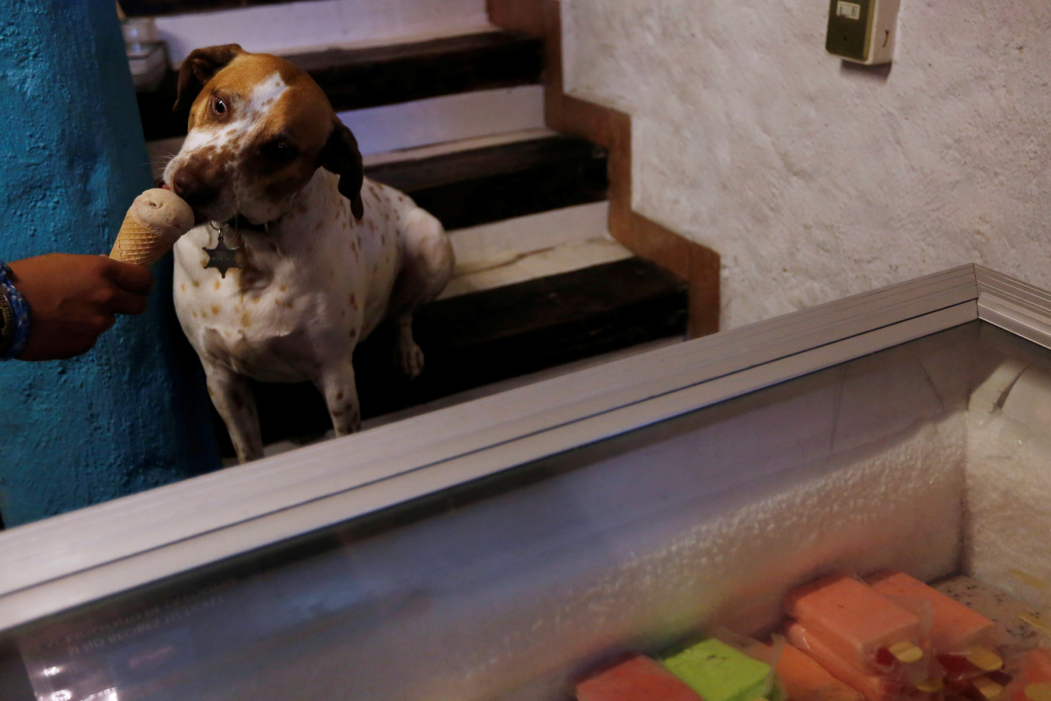 رجل يطعم كلبه الآيس كريم داخل المتجر