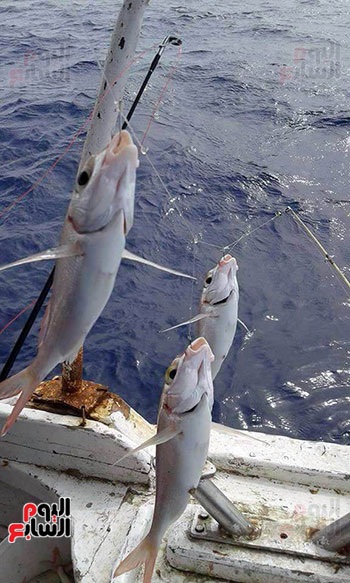 هواة الصيد يفضلون تناول صيد أيديهم أكثر من شراء الأسماك 