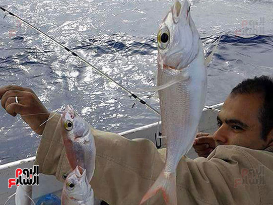 دنيس الإسكندرية أحد أهداف هواة الصيد من أبو قير 