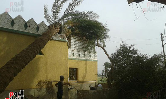  شجرة نخيل حطمت جزءا من سطح المسجد