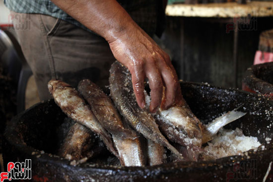 سوق-الأسماك-المملحة-في-الاسماعيلية-(12)