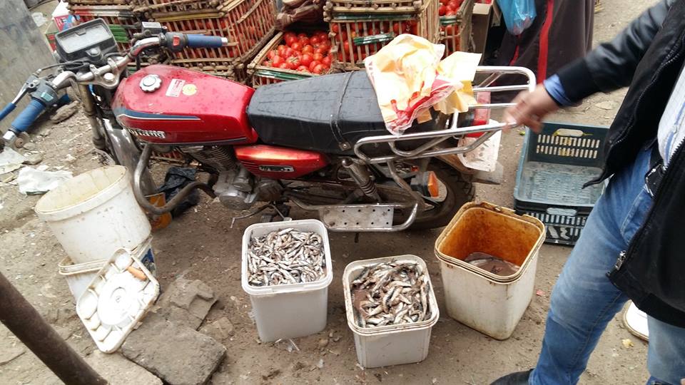  ضبط اسماك فاسدة ببنى سويف