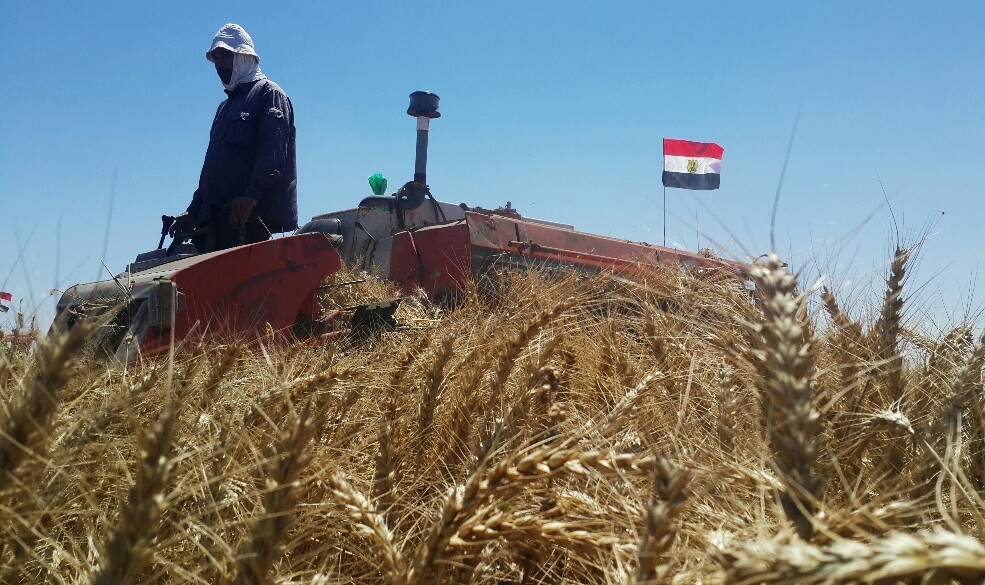 احد العاملين على الات الحصاد جنوب بورسعيد