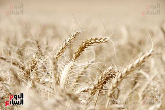موسم حصاد القمح (12)