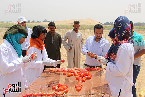 تعليم الفتيات أعمال تجفيف الطماطم بالاقصر