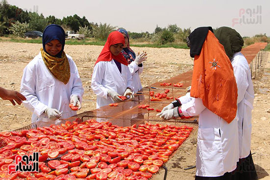  عمليات فرد الطماطم ونشرها بوحدة التجفيف بمدينة إسنا