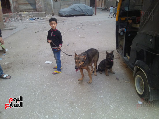 كريم هشام طفل الـ5 سنوات وأحد هواة الكلاب