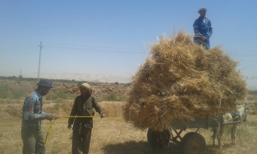 اللواء هشام آمنة يفتتح موسم توريد القمح ويتفقد صومعة تخزين القمح بزاوية غزال