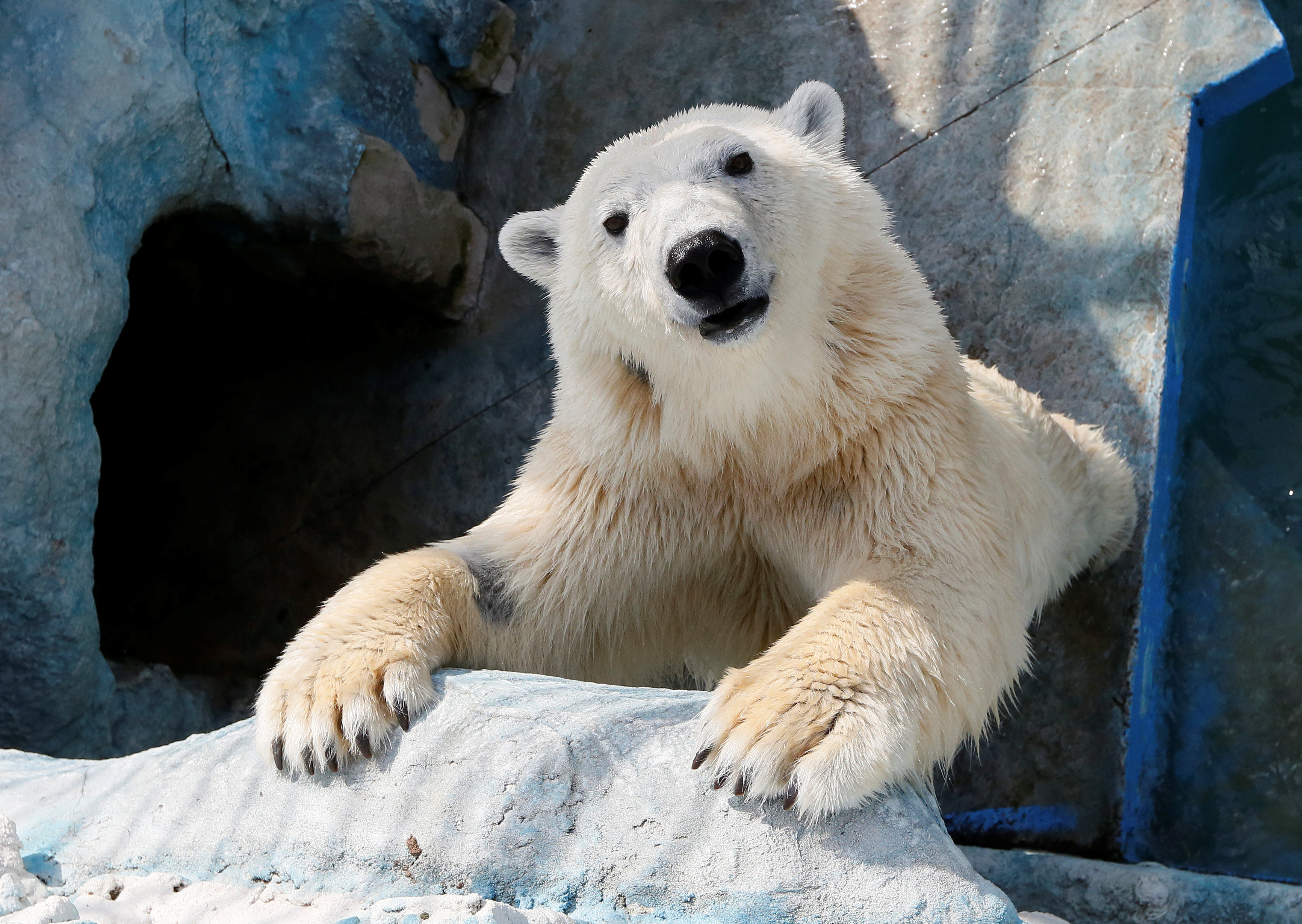 الدبة القطبية فى حديقة حيوان روسيا