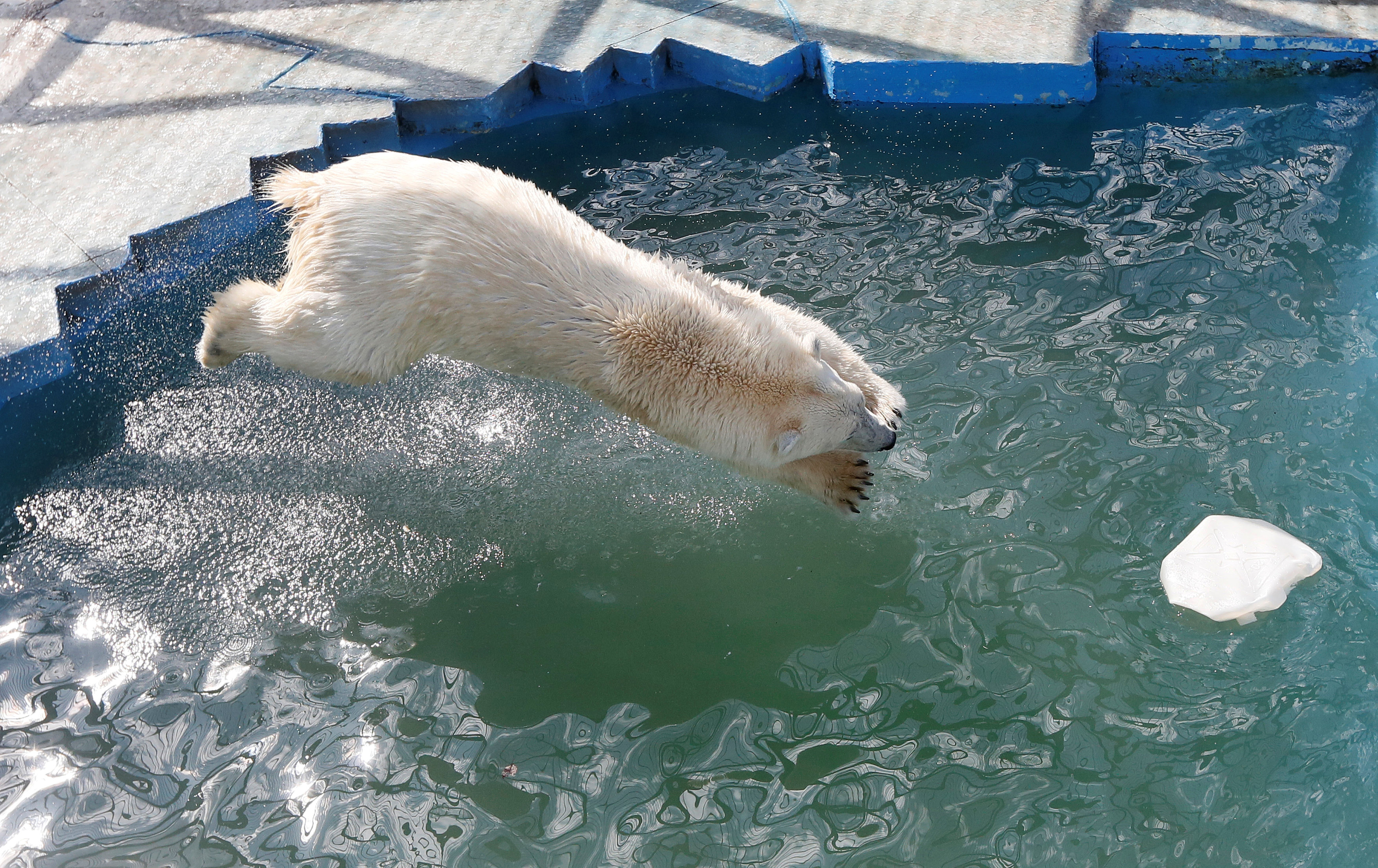 الدبة أورورا تسبح فى حوض الماء