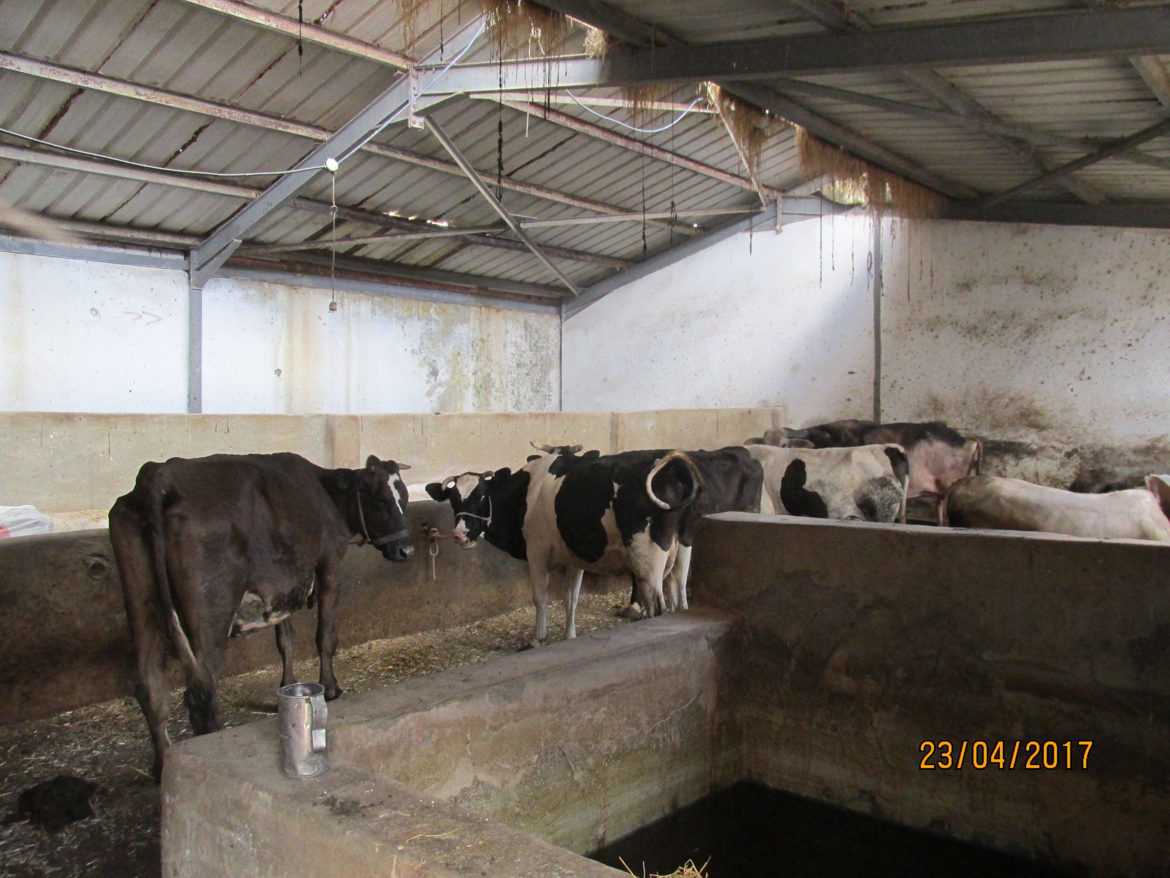أحواض الماشية خالية من مياه الشرب داخل أحد الحظائر