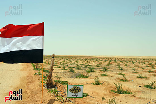 جهود القوات المسلحة في تنمية سيناء‎) (18)