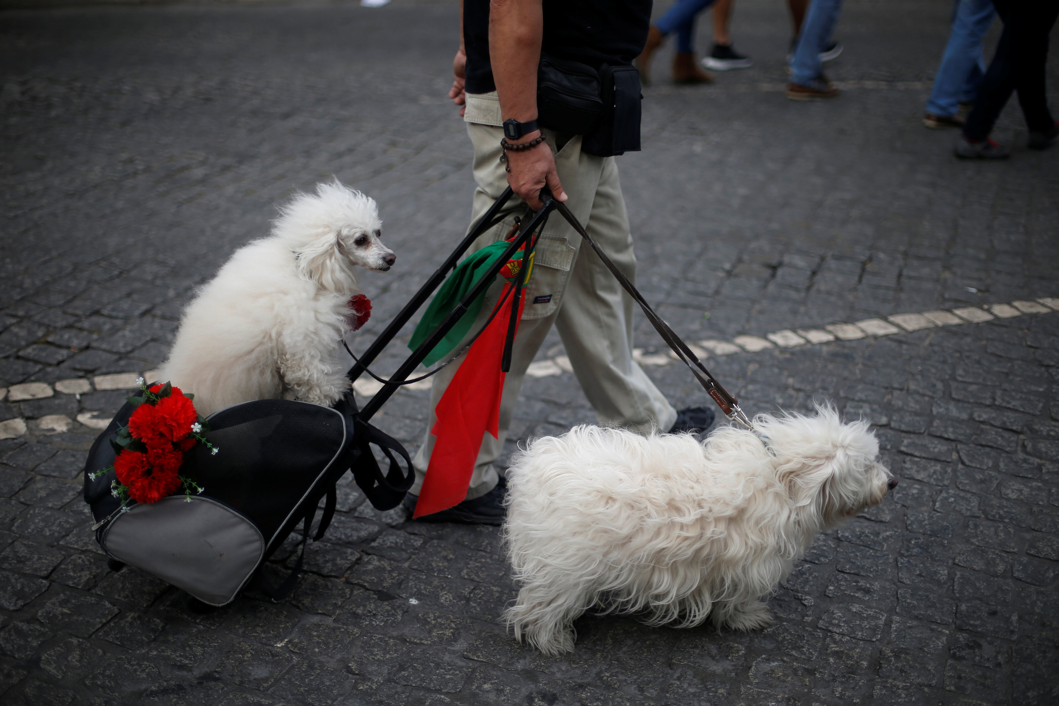 مواطن معه كلبين قبل انطلاق مسيرة فى البرتغال