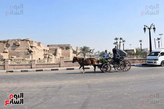 عربات الحنطور فى رحلات حول المعابد الفرعونية بالأقصر