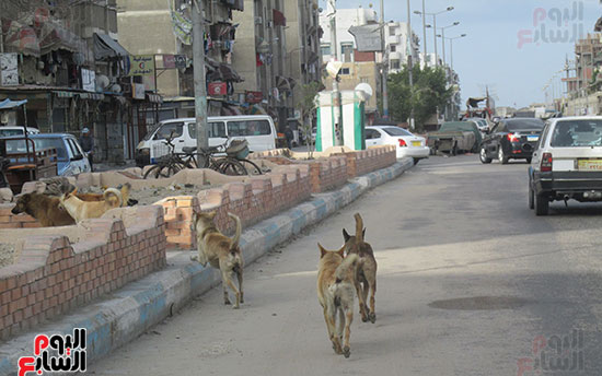 مجموعة من الكلاب الضالة تسير بنهر الطريق