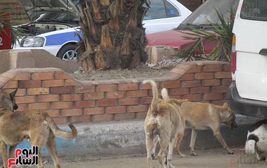 مجموعة من الكلاب تتخذ من بعض السيارات مأوى لها