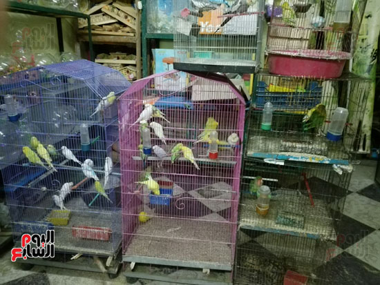 طيور الزينة داخل احد المحلات