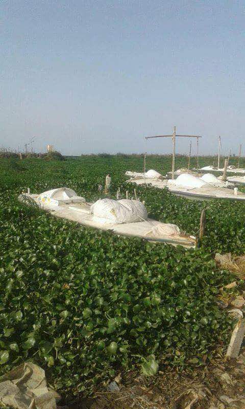ورد النيل مشكلة تواجه المزارعين والصيادين  (3)