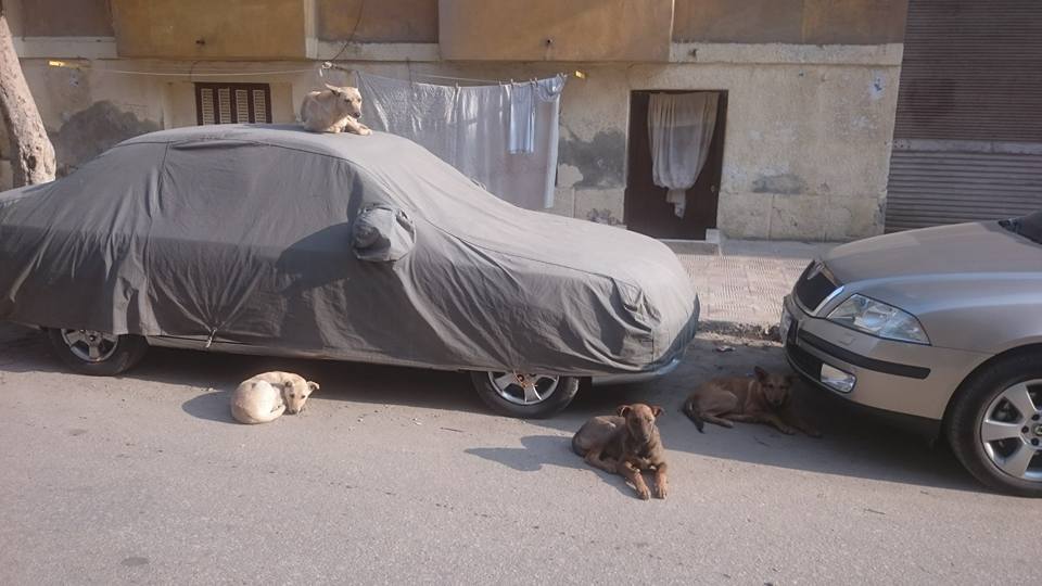 الكلاب فى شوارع بور فؤاد (1)