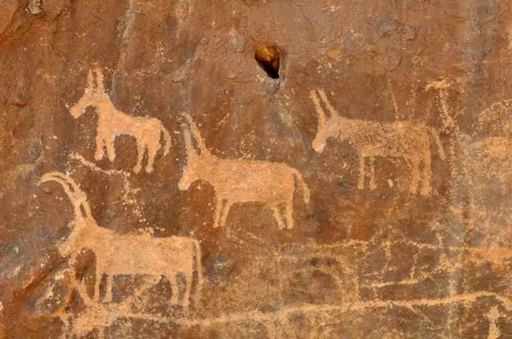 رسومات الحيوانات على صخور اودية حلايب وشلاتين