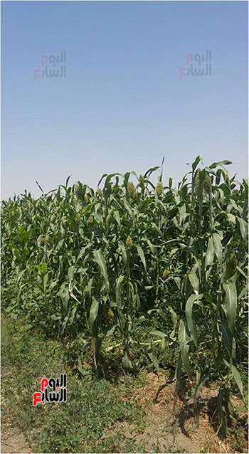 زراعات الذرة  الشامية 