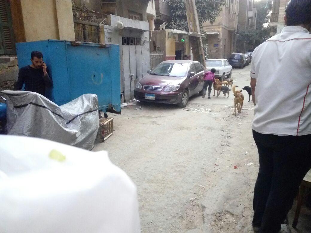 صورة للكلاب الضالة بالمنطقة صورة للكلاب الضالة بالمنطقة