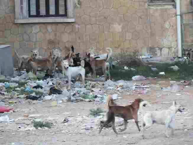 3- مجموعة من الكلاب حول القمامة