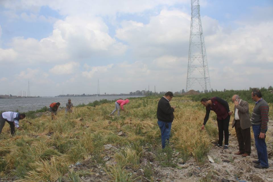              جانب من التعديات على نهر النيل بالردم وزراعة الشعير