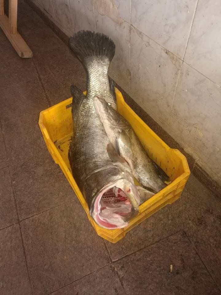  سمكة ضخمة 