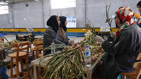 الحاصلات الزراعية من البذر إلى التصدير فى المنيا (1)