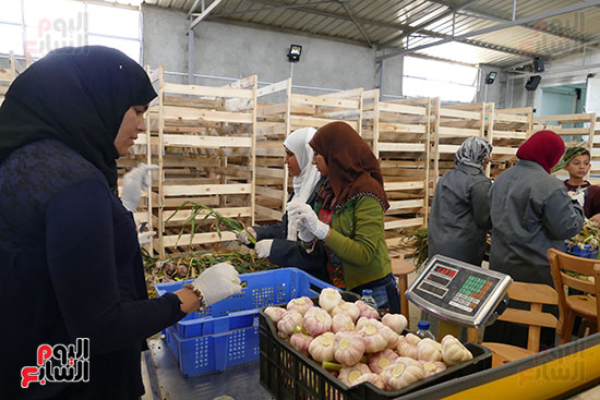 الحاصلات الزراعية من البذر إلى التصدير فى المنيا (9)