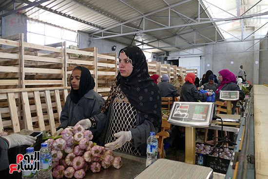 الحاصلات الزراعية من البذر إلى التصدير فى المنيا (8)