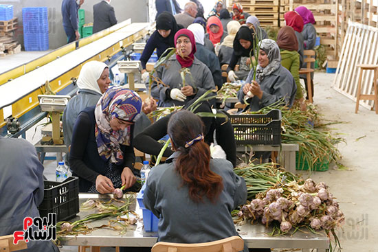 الحاصلات الزراعية من البذر إلى التصدير فى المنيا (4)