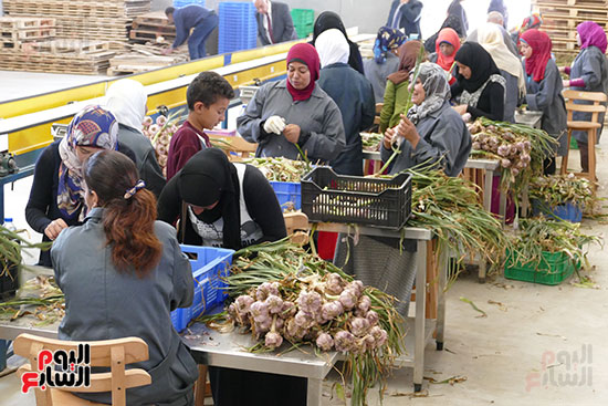 الحاصلات الزراعية من البذر إلى التصدير فى المنيا (5)