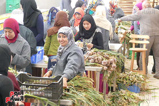 الحاصلات الزراعية من البذر إلى التصدير فى المنيا (6)