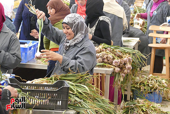 الحاصلات الزراعية من البذر إلى التصدير فى المنيا (7)