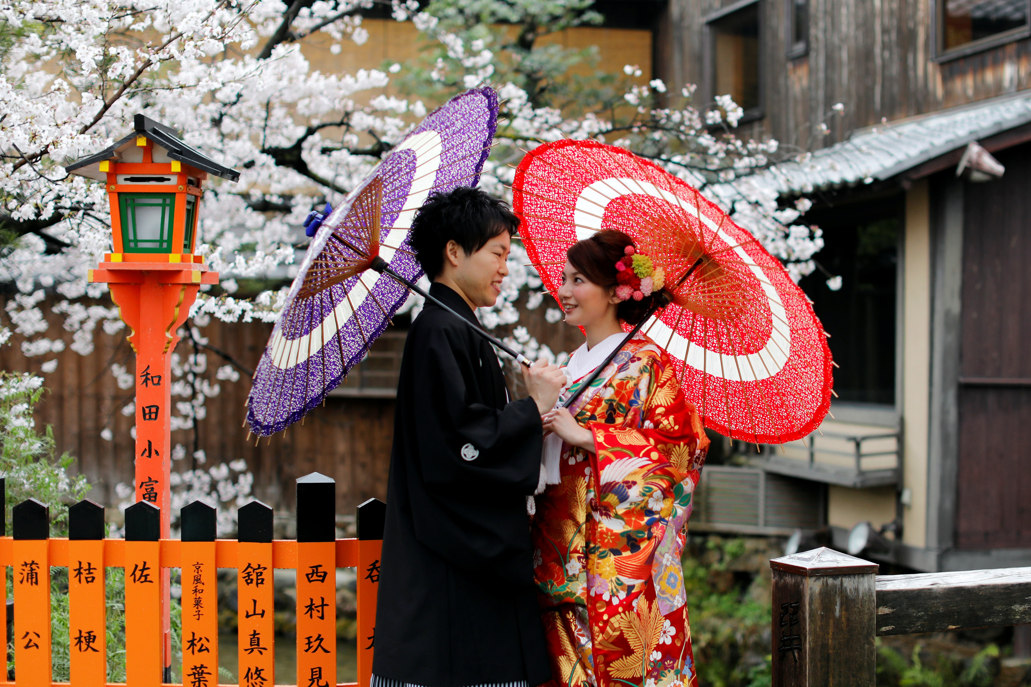 يابانيات مع  أزهار الكرز تزهر في كيوتو