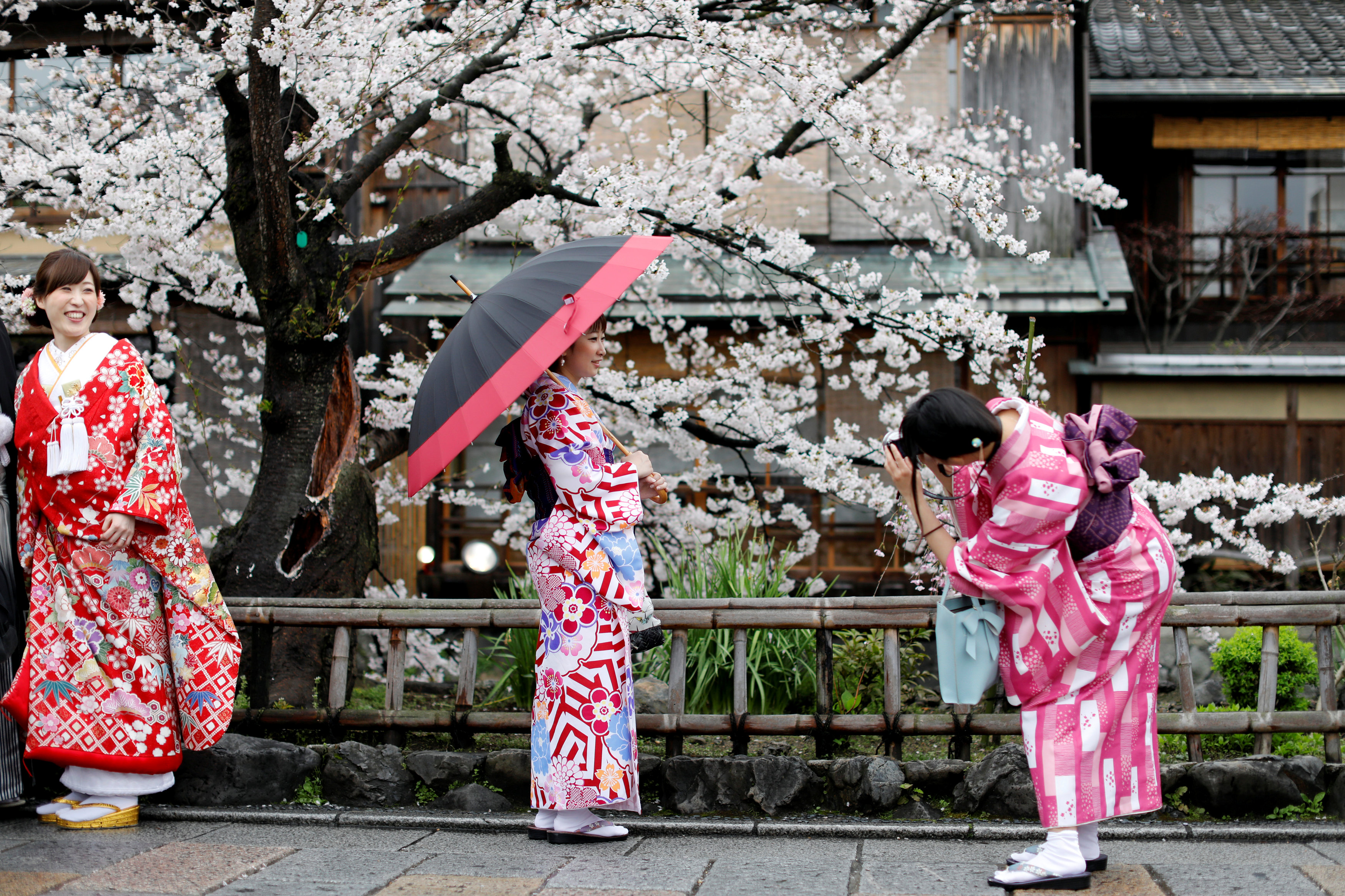 اليابانيات يرتدين كيمونوس تشكل للحصول على صورة تذكارية مع أزهار الكرز تزهر