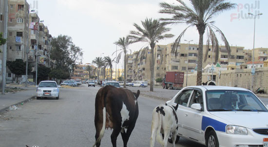 بعض المواشى تعوق حركة سيارة أجرة بالطريق العام