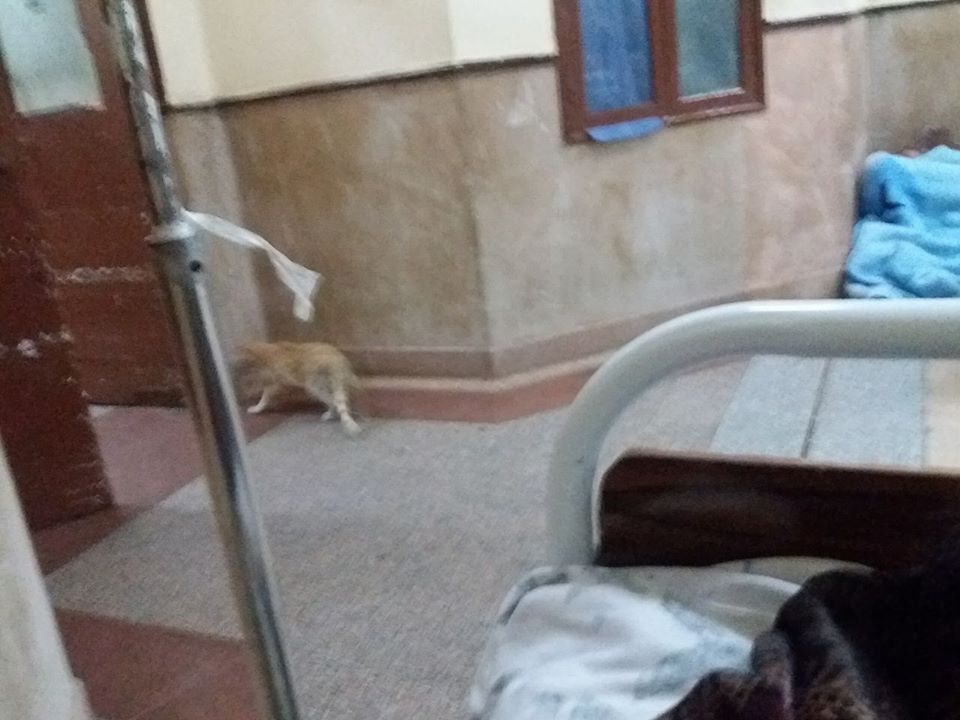 قطة تتجول داخل غرفة المرضى