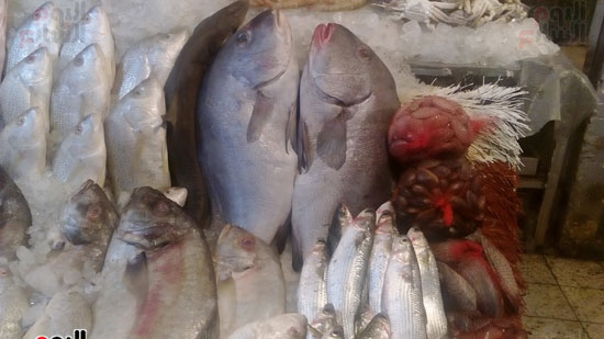  أسماك البحرين الأحمر والأبيض