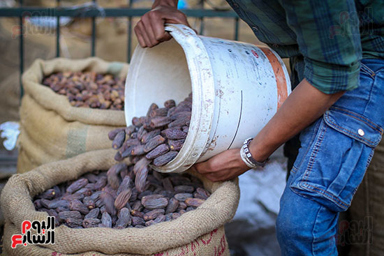 بلح رمضان (2)