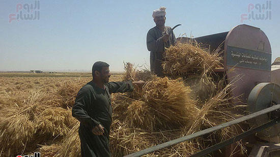 العمال يعملون فى حصاد القمح