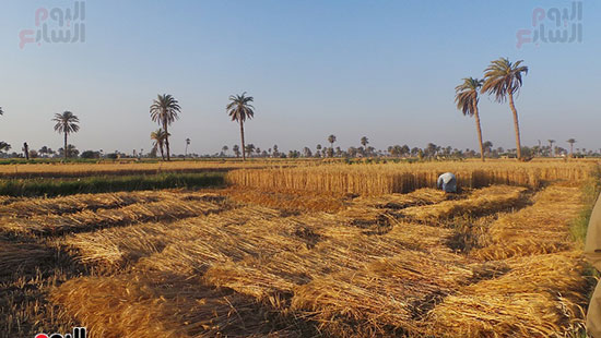 موسم حصاد القمح بالفيوم