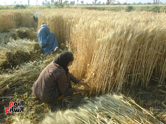 السيدات يدهم بيد الرجال بالحقول