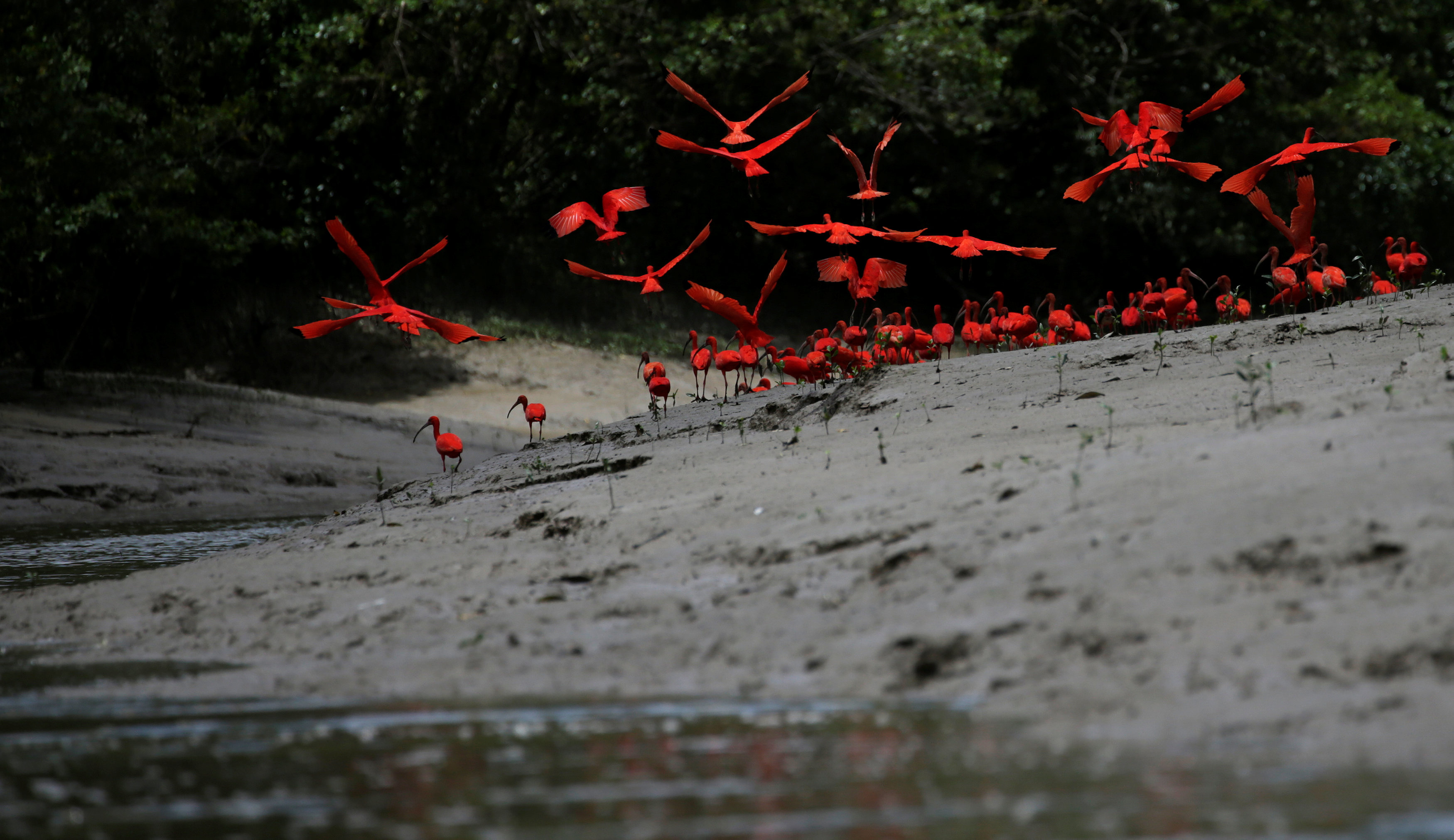 الطيور فوق سطح نهر الأمازون